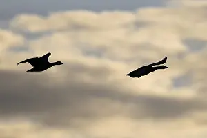 Grey geese against the light