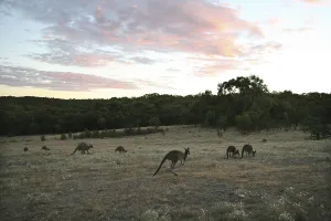 Grey giant kangaroo (Macropus giganteus)