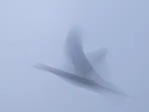 Grey goose (Anser anser) in flight