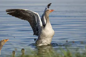 Grey goose (Anser anser), gander flapping its wings