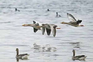Grey goose (Anser anser), gray geese flying over a body of water