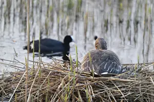 Grey goose (Anser anser) sits on the nest and breeds