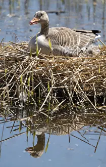 Grey goose (Anser anser) sitting on the nest and breeding
