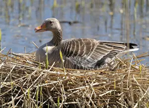 Grey goose (Anser anser) sitting on the nest and breeding