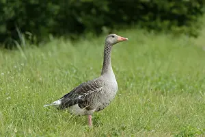 Grey goose (Anser anser) standing in a meadow