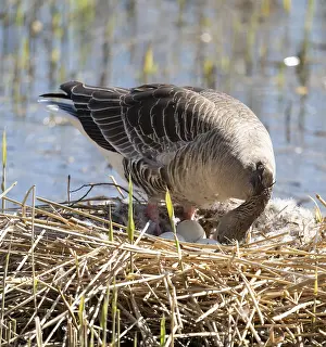 Grey goose (Anser anser) stands on the nest and turns the eggs