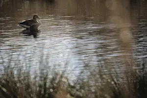 Grey goose (Anser anser) in the water