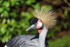 Grey gray crowned-crane (Balearica regulorum)