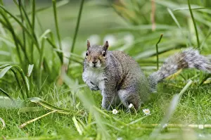Grey or Gray Squirrel (Sciurus carolinensis)