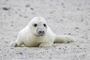 Grey (Halichoerus grypus) seal
