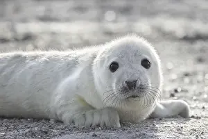 Grey (Halichoerus grypus) seal