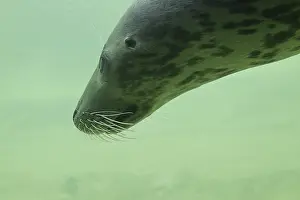 Grey (Halichoerus grypus) seal