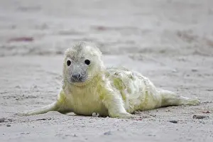 Grey (Halichoerus grypus) seal