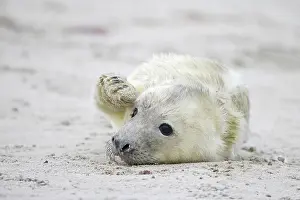 Grey (Halichoerus grypus) seal