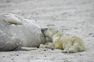Grey (Halichoerus grypus) seal