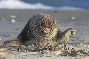 Grey (Halichoerus grypus) seal