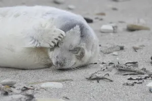 Grey (Halichoerus grypus) seal