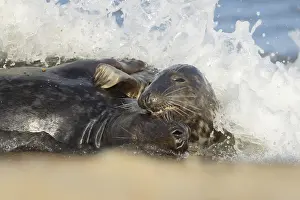 Grey (Halichoerus grypus) seal two adult animals playing in the surf of the sea