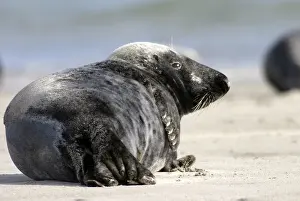 GREY (HALICHOERUS GRYPUS) SEAL ON HELGOLAND