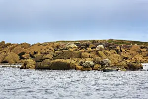 Grey (Halichoerus grypus) seals resting on rocky islands in the sea