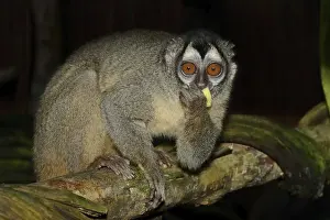 Grey-handed night monkey (Aotus griseimembra)