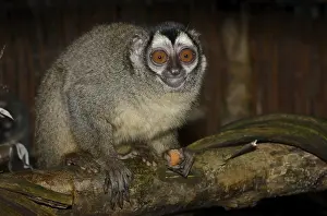 Grey-handed night monkey (Aotus griseimembra)