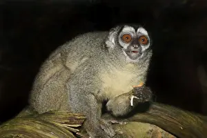 Grey-handed night monkey (Aotus griseimembra)