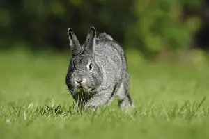 Grey hare on a green meadow in a natural environment
