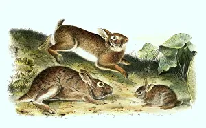 Grey hare, histoic, digitally restored reproduction of an original from the 19th century