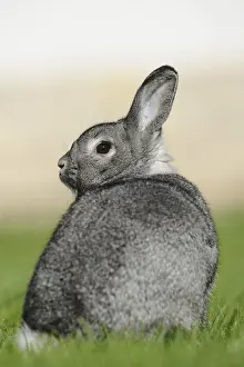 Grey hare looking backwards on a green meadow