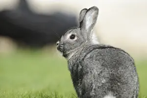 Grey hare photographed from the side on a green meadow