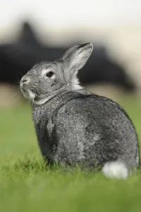 Grey hare sitting quietly on a green meadow