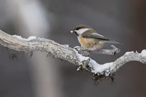 Grey-headed chickadee (Poecile cinctus)