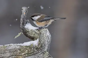 Grey-headed chickadee (Poecile cinctus)