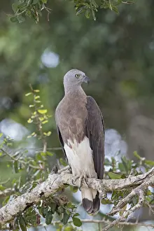 Grey-headed Fish Eagle (Haliaeetus ichthyaetus)