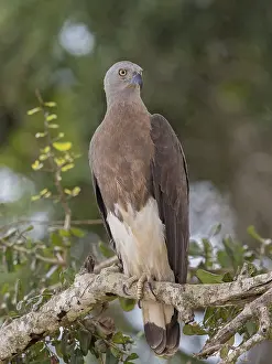 Grey-headed Fish Eagle (Haliaeetus ichthyaetus)