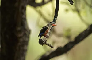 Grey-headed Kingfisher (Halcyon leucocephala)