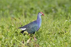 Grey-headed Swamphen (Porphyrio poliocephalus) foraging