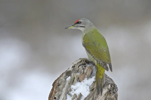 Grey-headed woodpecker (Picus canus)