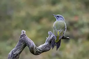 Grey-headed woodpecker (Picus canus)