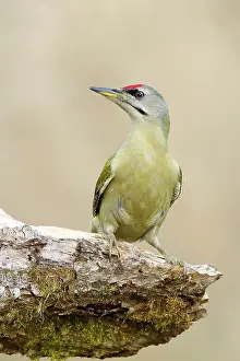 Grey-headed woodpecker (Picus canus)