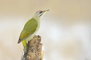 Grey-headed Woodpecker (Picus canus)