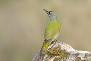 Grey-headed woodpecker (Picus canus)