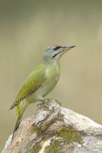 Grey-headed woodpecker (Picus canus)