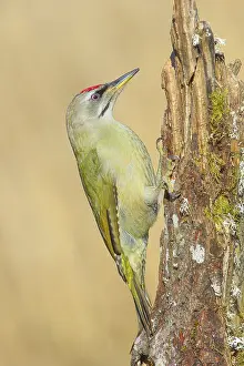 Grey-headed woodpecker (Picus canus)