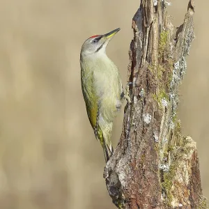 Grey-headed woodpecker (Picus canus)