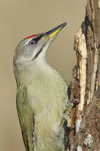 Grey-headed woodpecker (Picus canus)