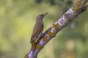 Category Historic EN Prints: Grey-headed Woodpecker (Picus_canus)