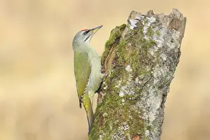 Grey-headed woodpecker (Picus canus)