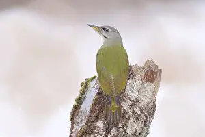 Grey-headed woodpecker (Picus canus)